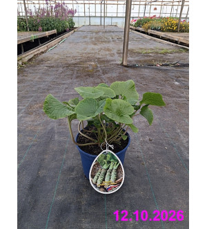 Wasabia japonica C 2 L